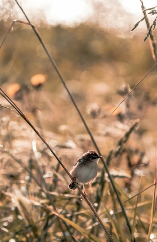 a small bird standing on the edge of some plants