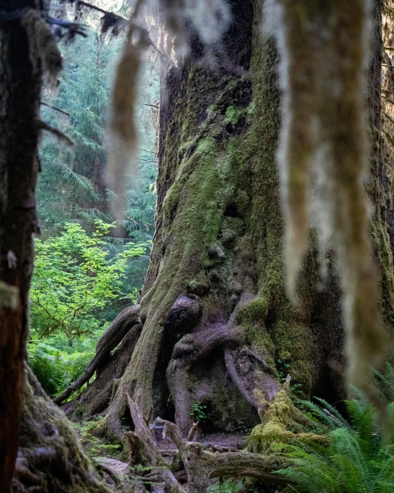 moss covered trees and ferns are seen from behind