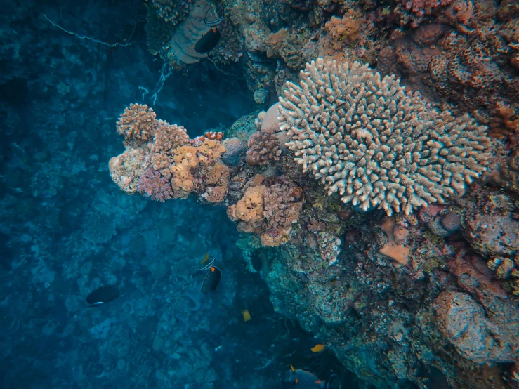 many corals and other life in the ocean