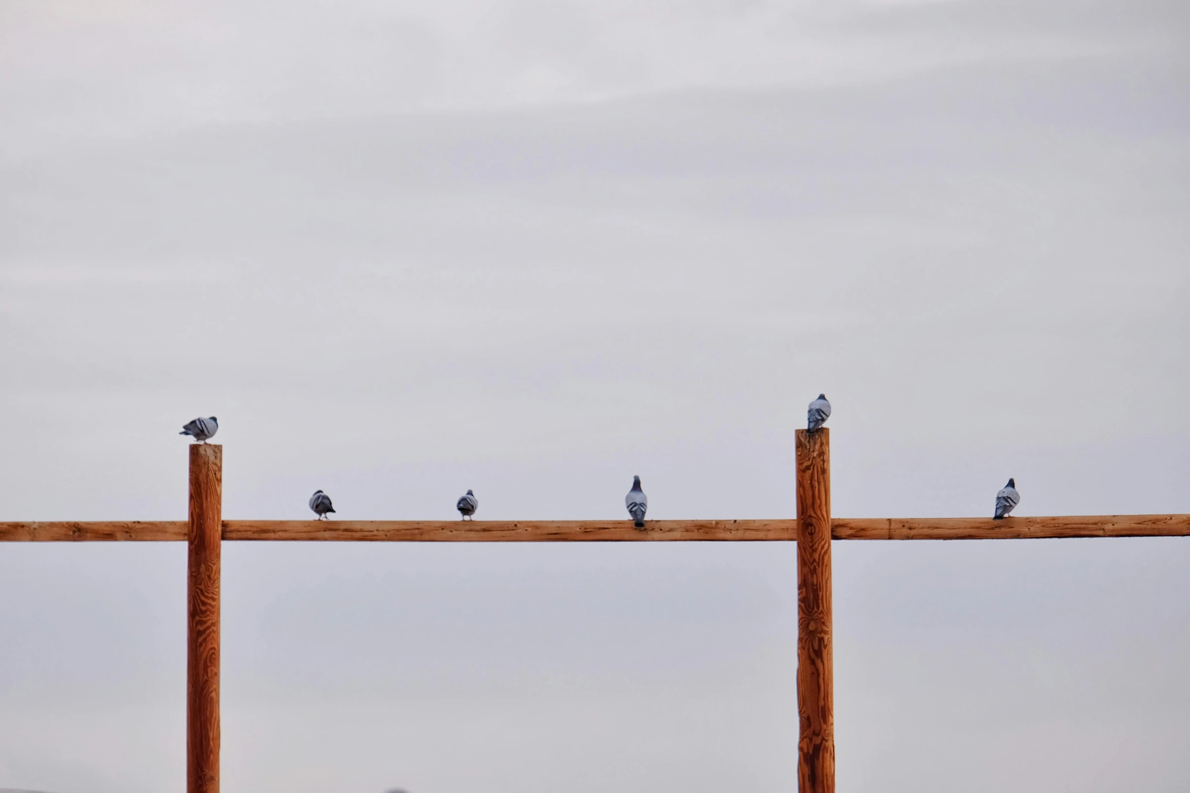 a group of birds perched on top of wooden bars