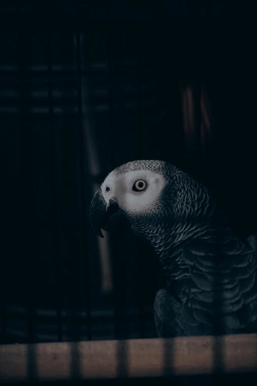 a bird sitting in a caged area with its eyes open