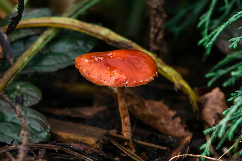 there is a very bright orange mushroom that is on the forest floor