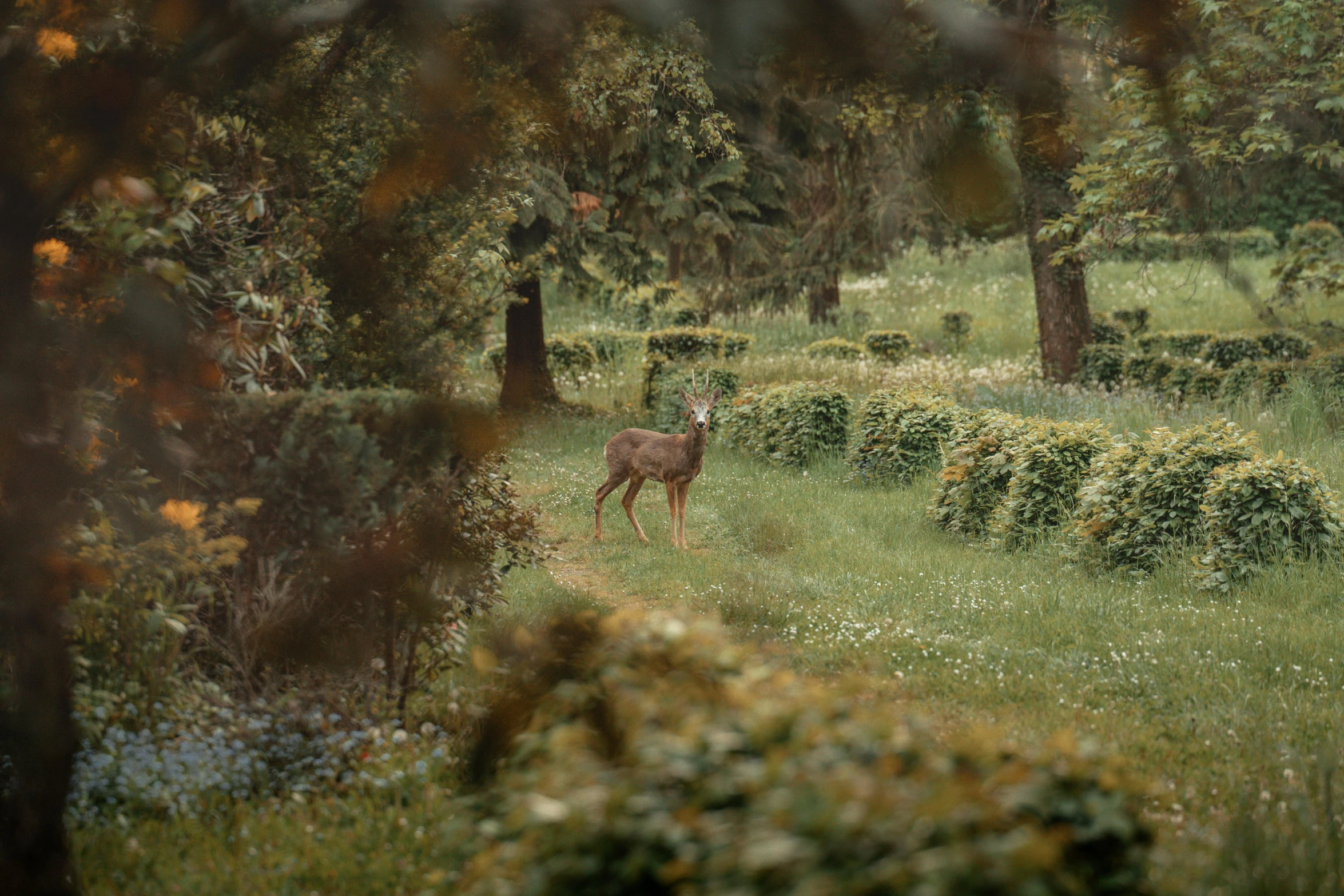 a deer that is standing in the grass