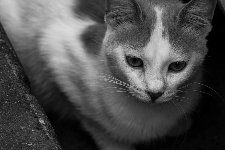 black and white po of a cat sitting on the ground