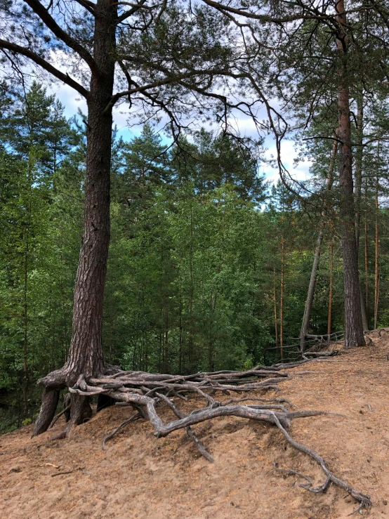 some big trees are standing on the ground