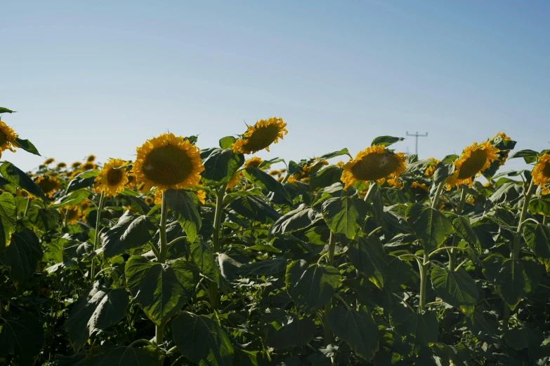 a large sunflower field with tall green leaves