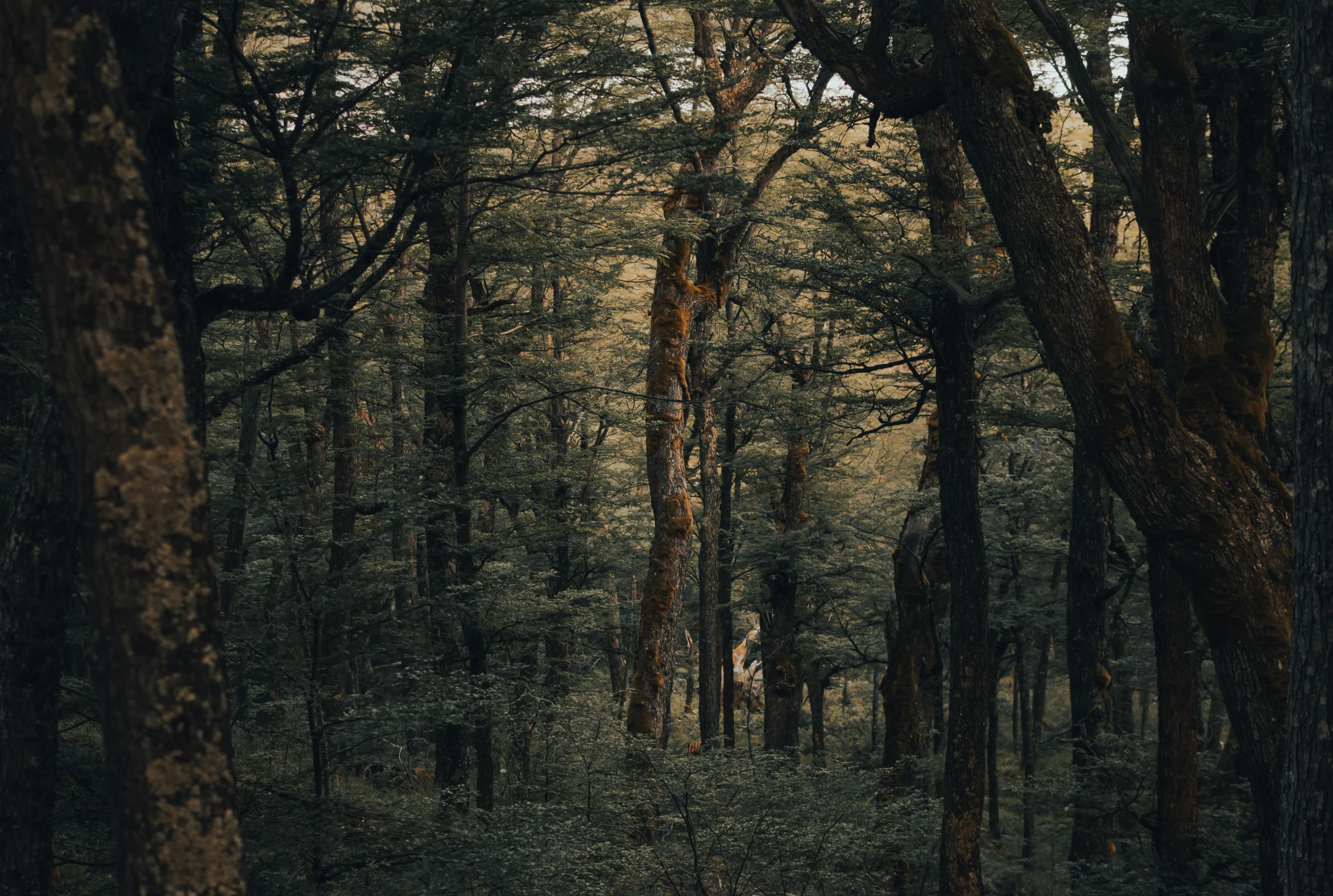 a person in a forest on their cell phone