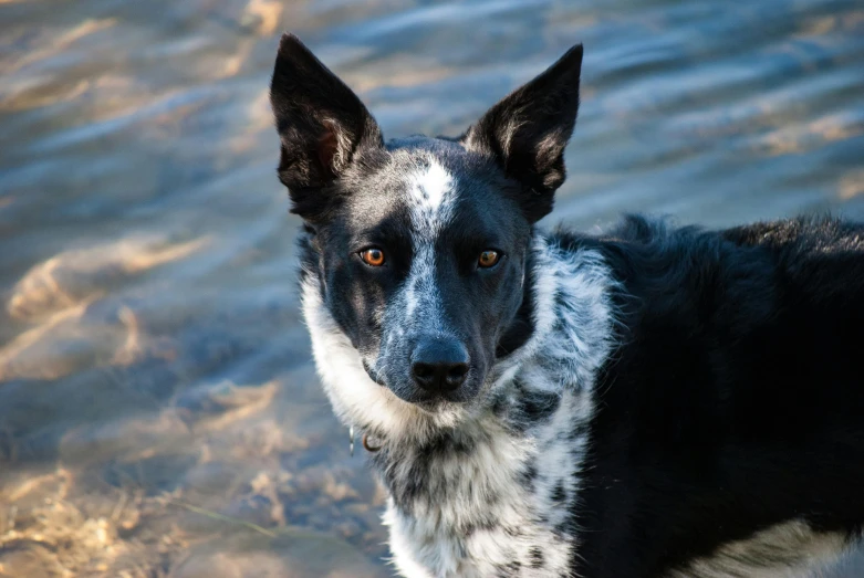 a dog looks directly into the camera with a blurry background