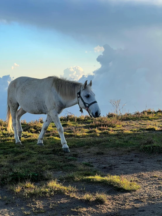 a white horse with a black halter standing in grass