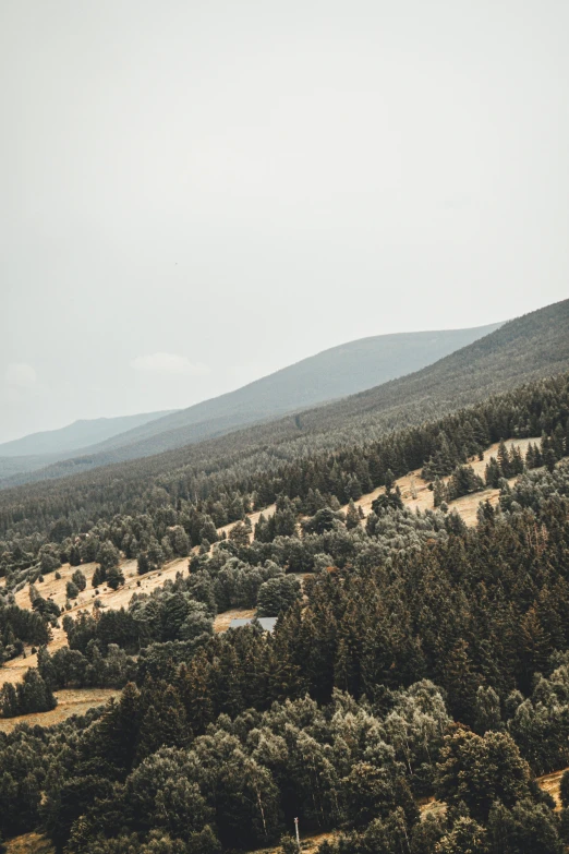 a bunch of trees on the ground in a forest