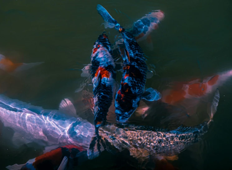 koi fish swimming in a pond full of water