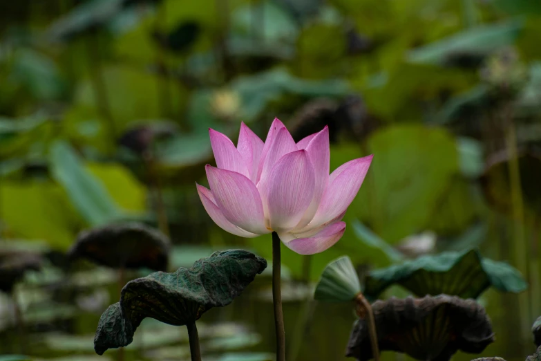 a pink flower in front of green plants