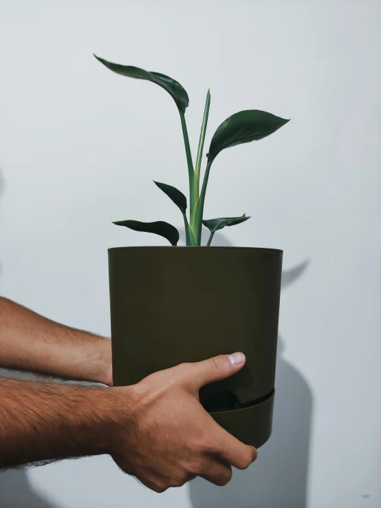 a plant in a pot held up in the palm of a hand