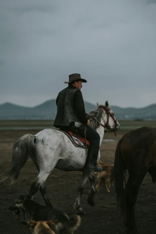 a cowboy and two dogs in a fenced area