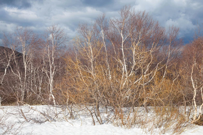 a group of trees in the snow with dark clouds overhead