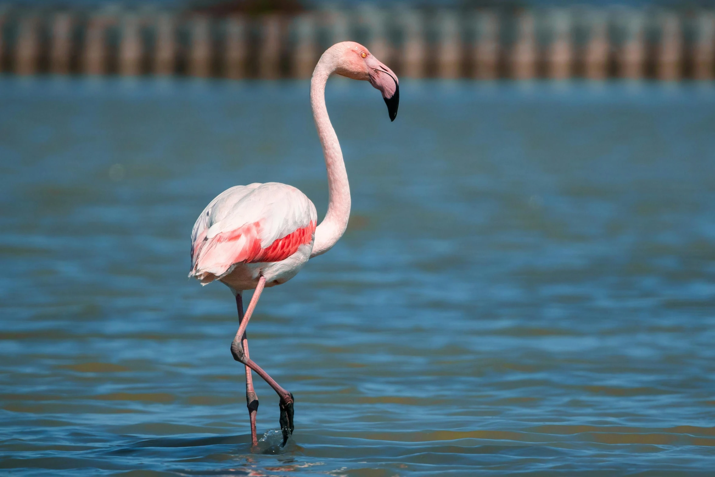 a pink flamingo is standing in the water