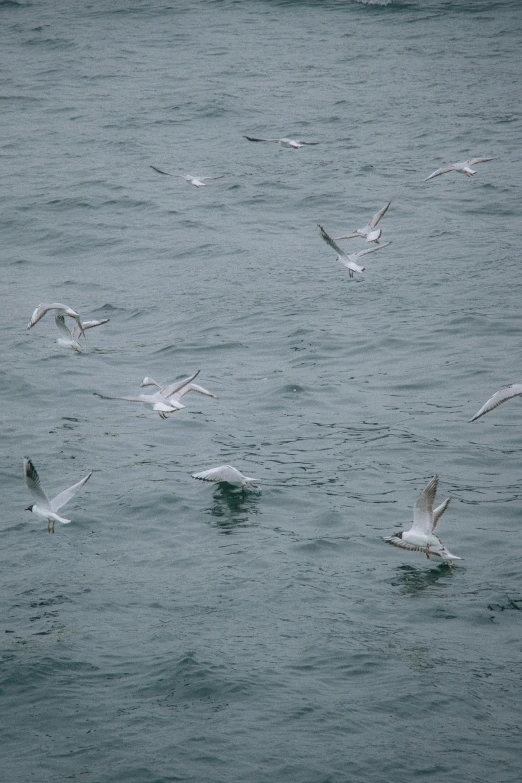 many seagulls are flying around in the ocean