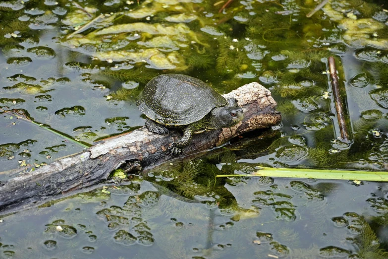 a turtle sitting on top of a fallen log in the water