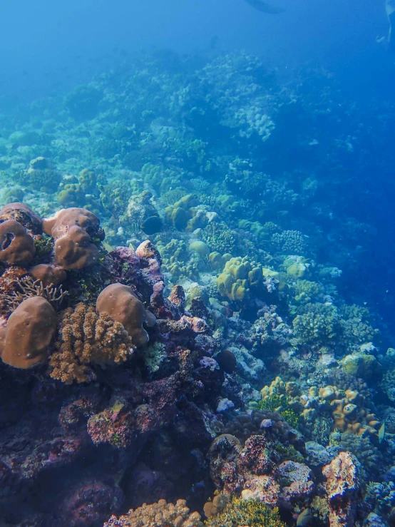 this image shows a coral reef with colorful reef fish