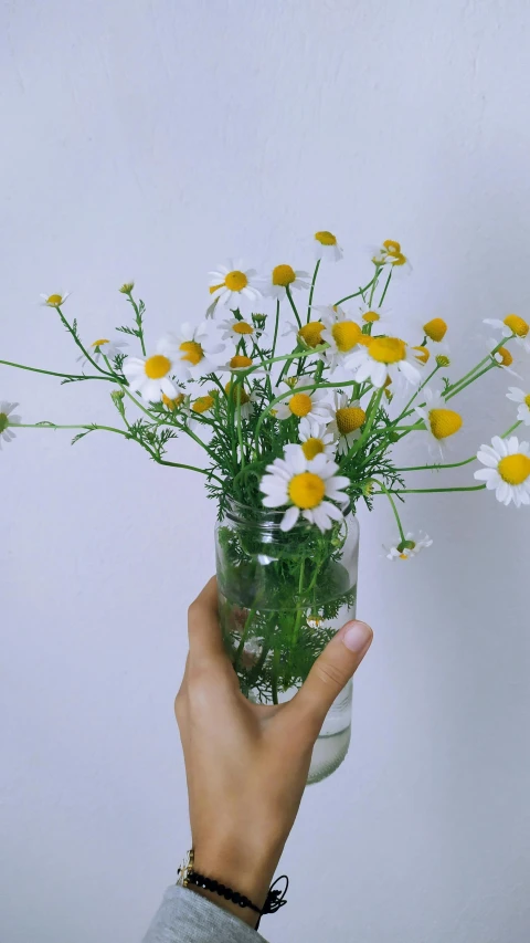 a hand holding a vase with daisies inside