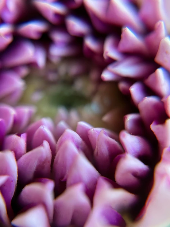 the pink petals are being captured in a circular image