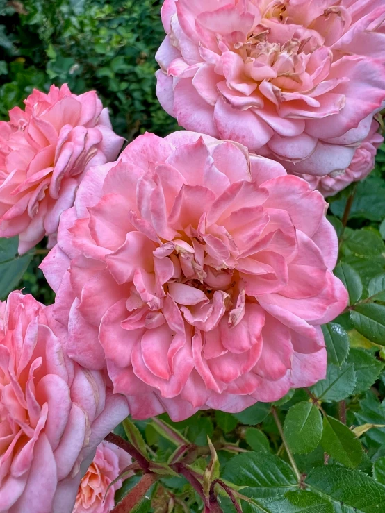 pink flowers on the bush blooming very pretty