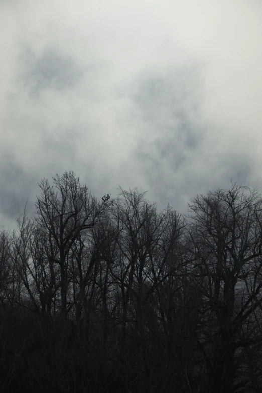 a bird flying near many trees in the dark