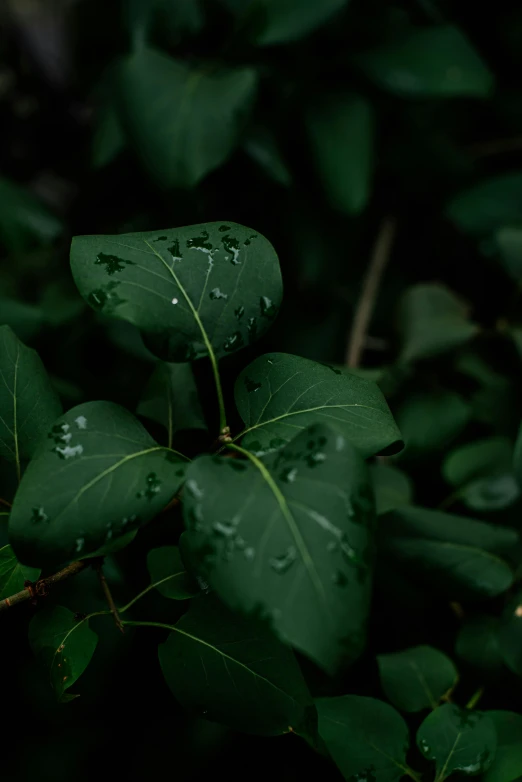 a green plant with water droplets on it