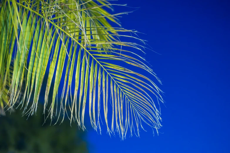 a palm tree is shown with a blue sky in the background