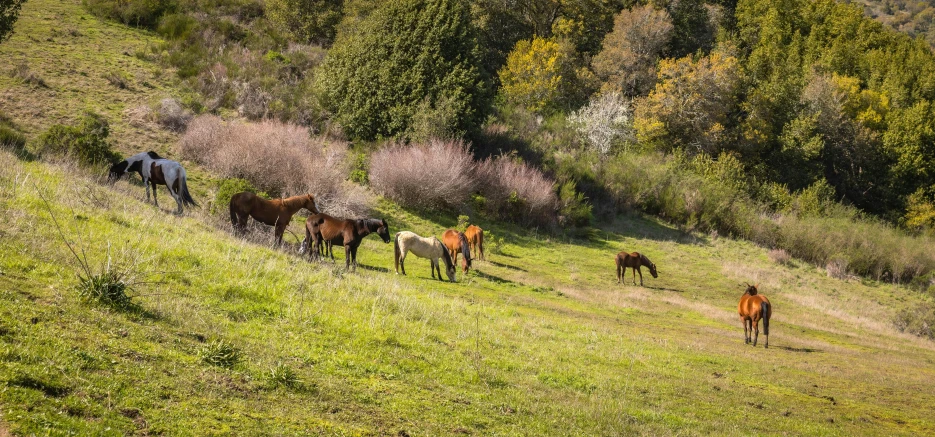 there are horses in the field grazing