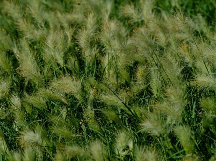 a green field with grass blowing in the wind