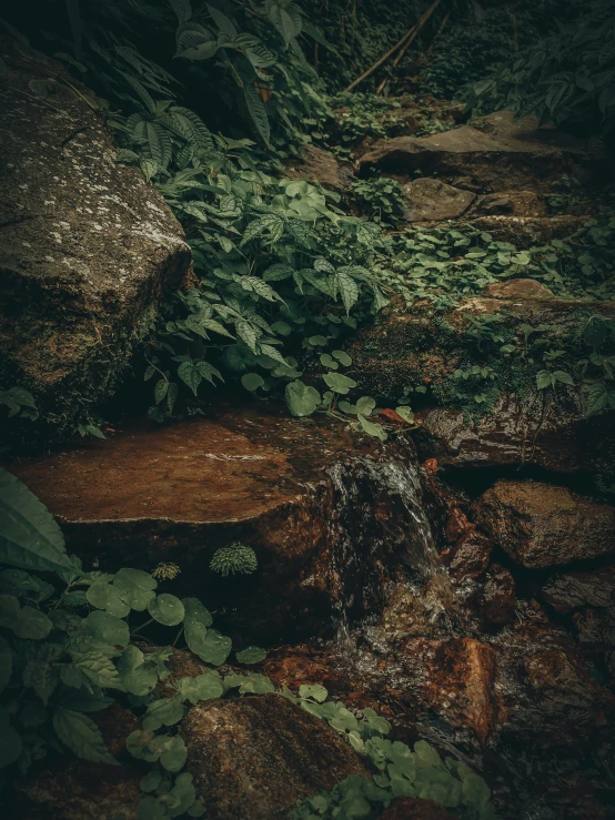 a close up of a rock with vegetation near by