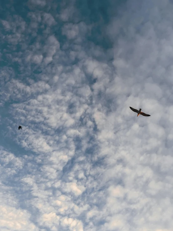 a bird flies in the sky with a cloudy background