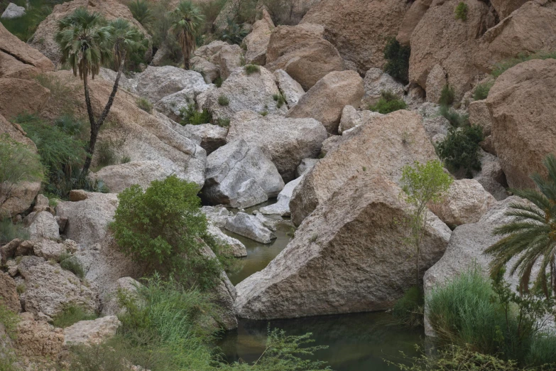 the stream runs between many rocks and trees