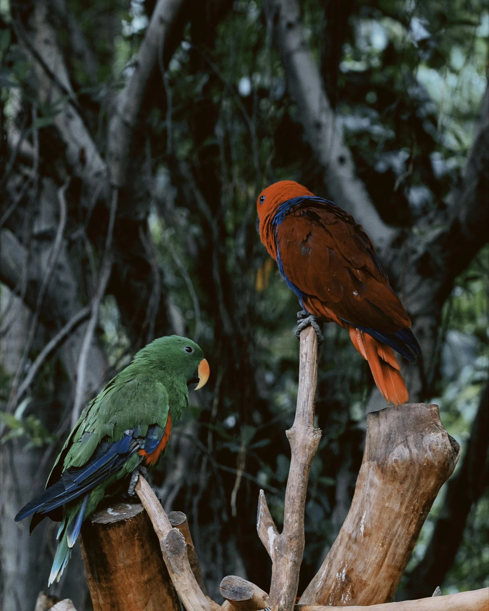 two tropical birds perched on top of tree trunks