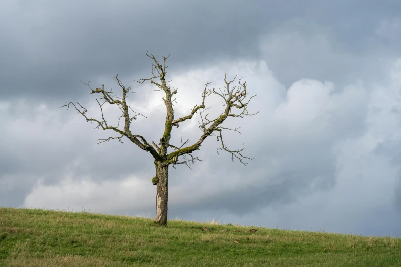 a lonely dead tree standing in the middle of a grassy field