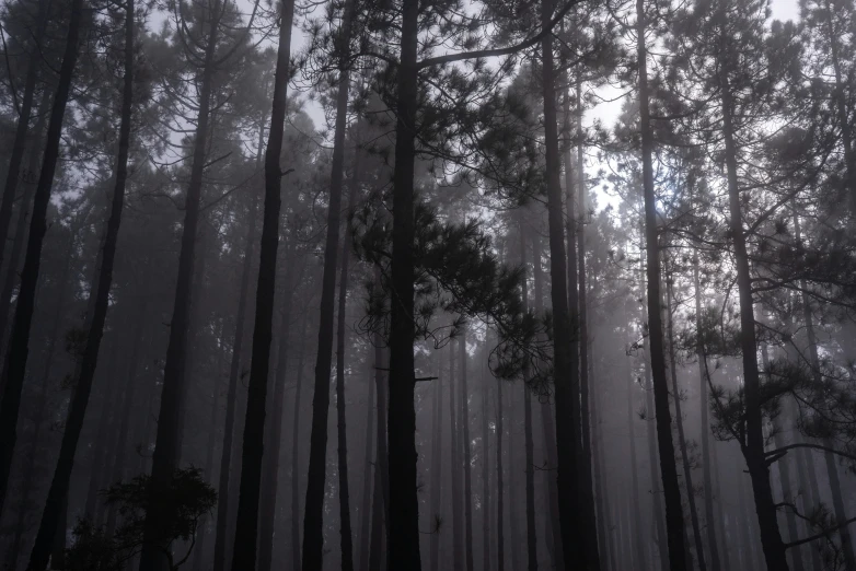 some tall trees are standing in the middle of a foggy forest