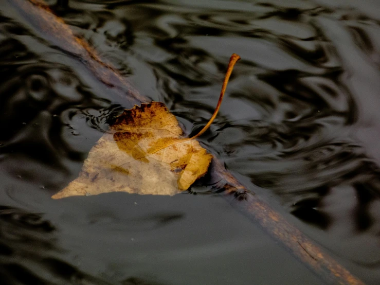 leaf submerged in calm pond during night