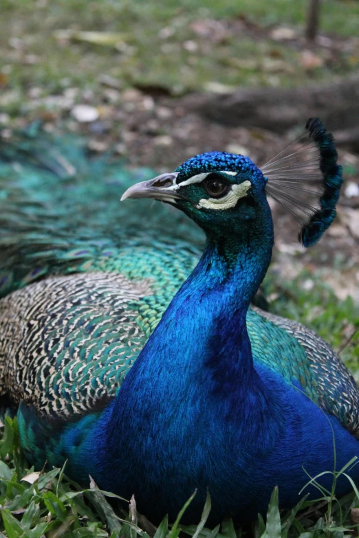 a blue and green peacock stands in the grass