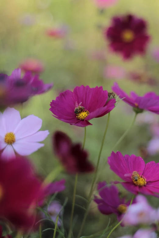 purple flowers with two bums in the middle