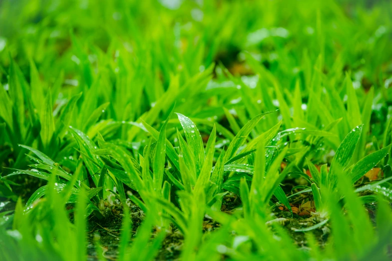 several green plant life are shown in a field