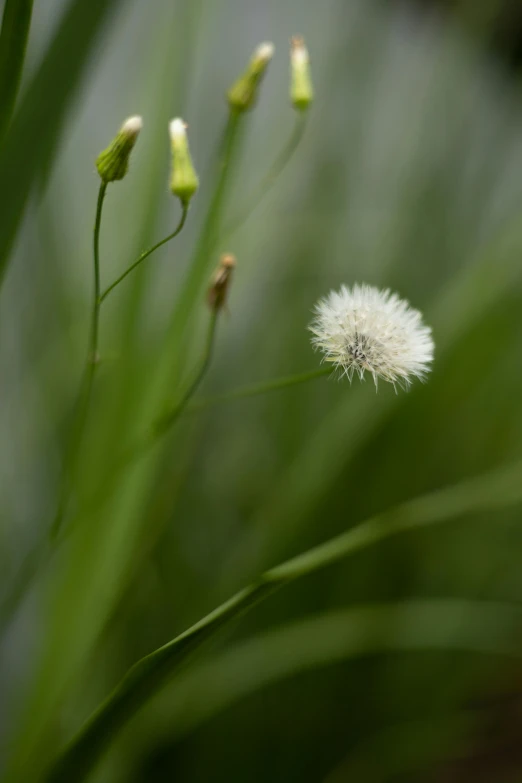 small white flowers with long, fuzzy petals in front of some green grass
