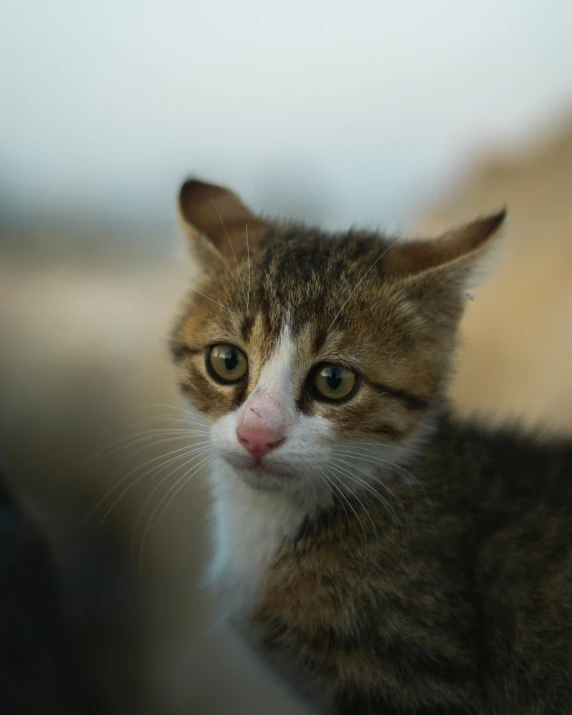 a grey tabby cat is looking straight ahead