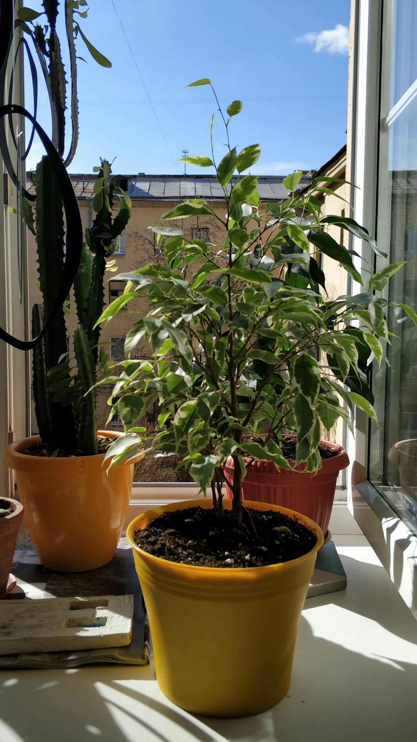 two potted plants are sitting on a window sill