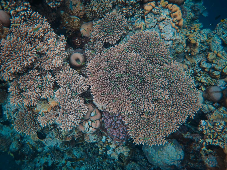 many small sea animals in corals are together