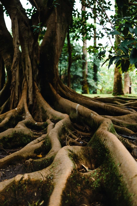 a large tree is shown with its roots down