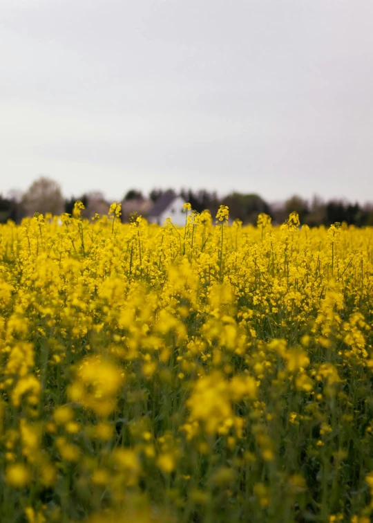 yellow flowers on a field and houses in the background