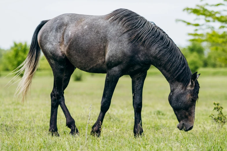 a large black horse grazing on a lush green field