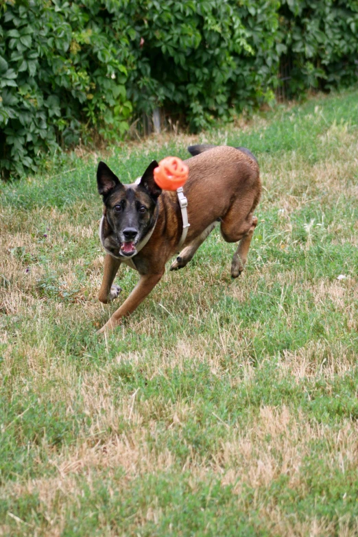 the dog is running with an orange frisbee