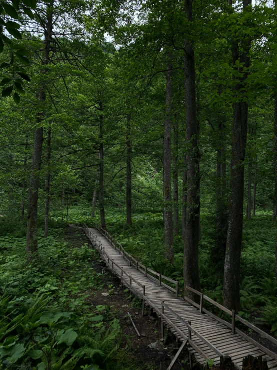 a wooden bridge over a path in the middle of a forest